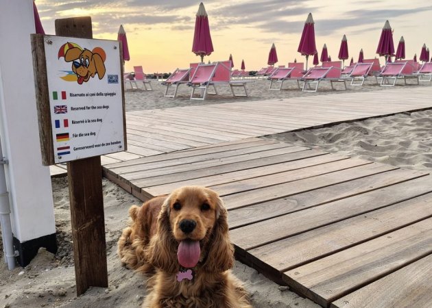 Vacanze con il cane a Rimini: il B&B pet friendly a Torre Pedrera vicino al mare
