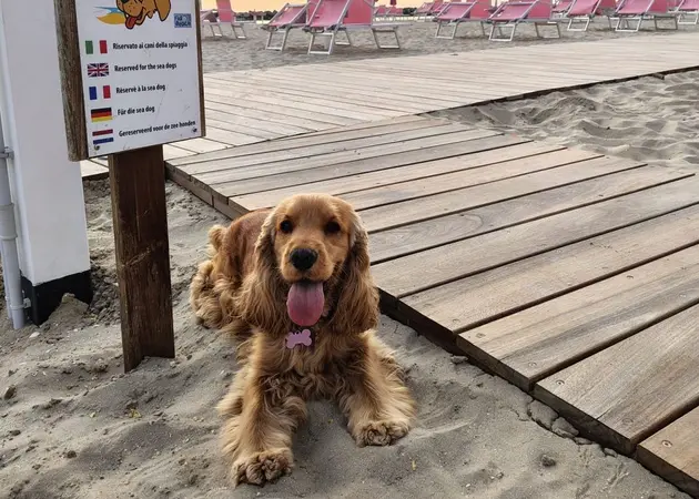 Vacanze con il cane a Rimini: il B&B pet friendly a Torre Pedrera vicino al mare