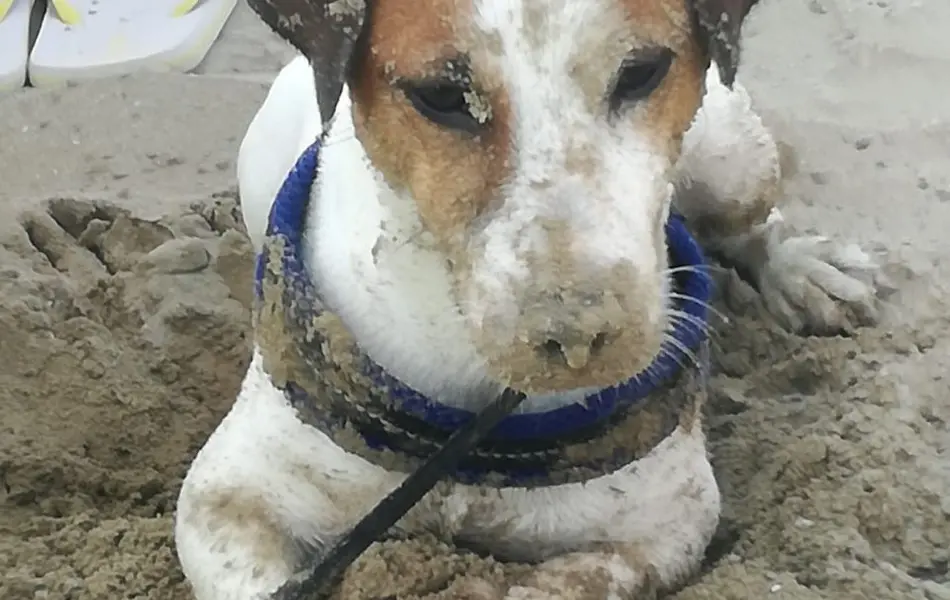 Angebote mit Haustier