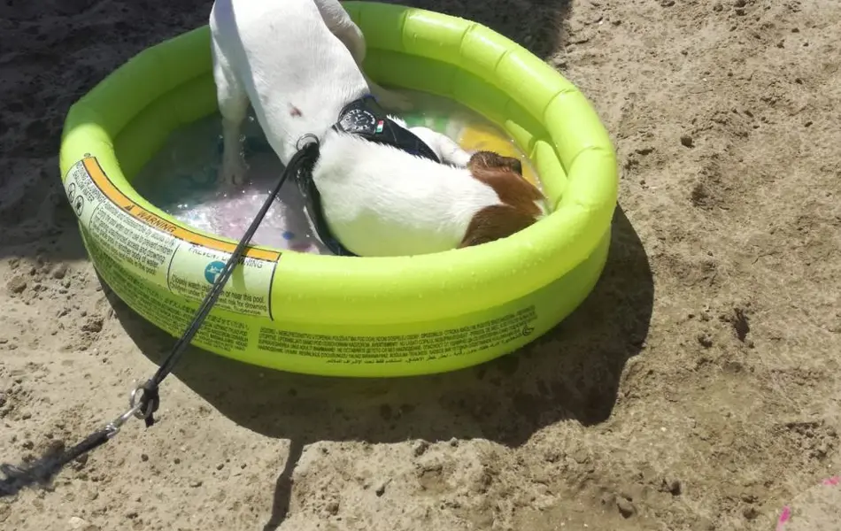 Angebote mit Haustier