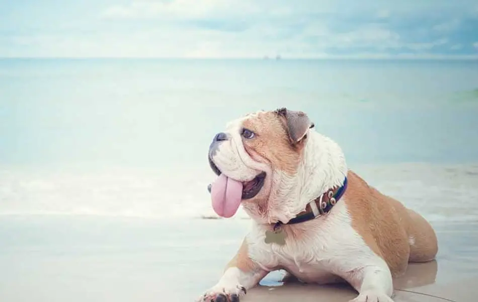 Pfingsten mit meinem Hund am Meer