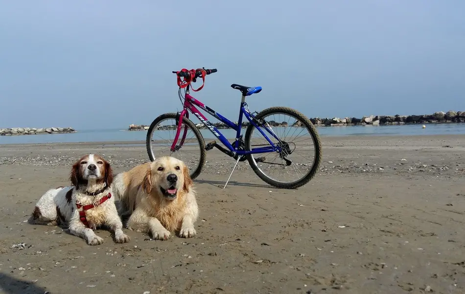 Pfingsten mit meinem Hund am Meer