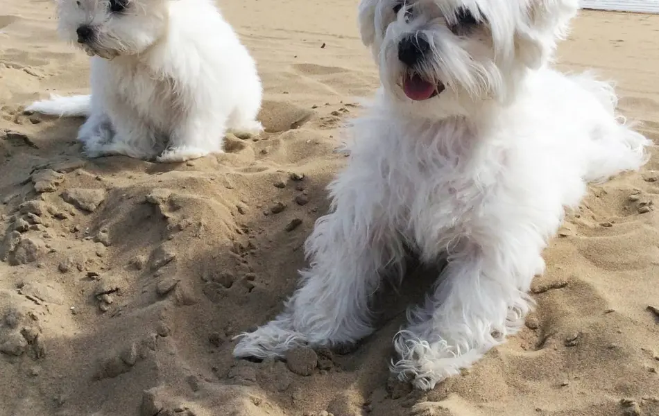 Pfingsten mit meinem Hund am Meer