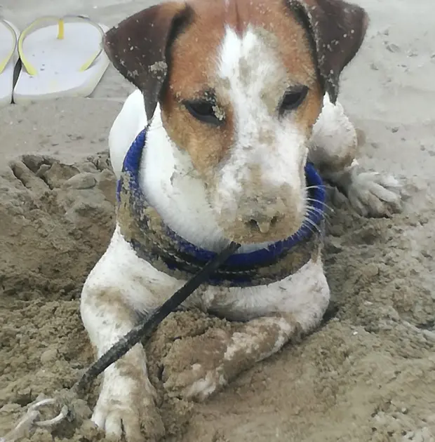 Cane sabbia