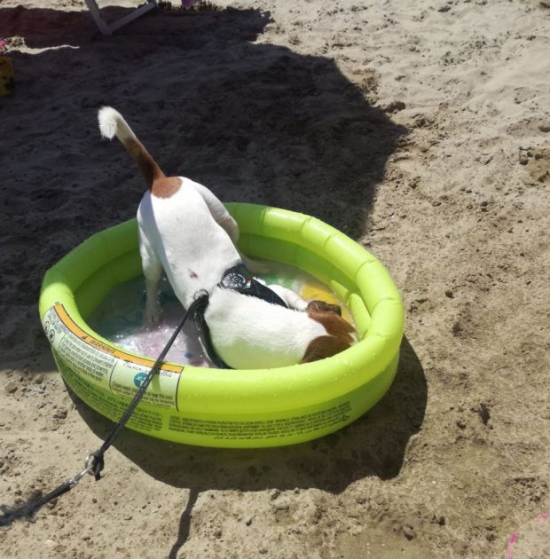 Cane Piscina Cane Piscina
