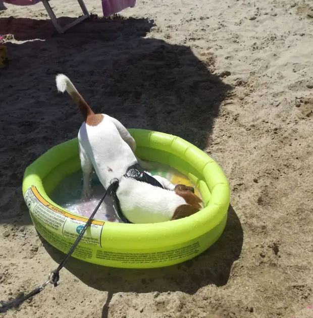 Cane Piscina