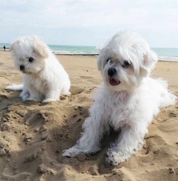 Dog Dog