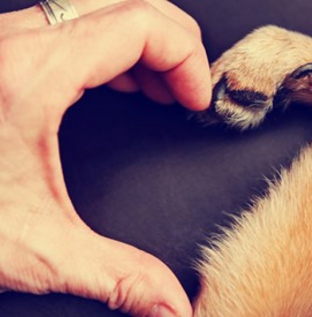 Pet Pet