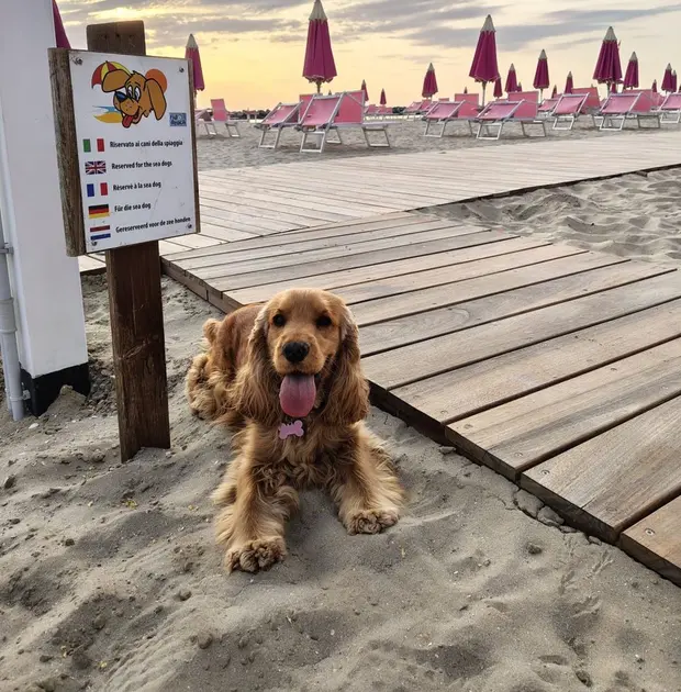 Hôtel à Rimini avec chien près de la mer